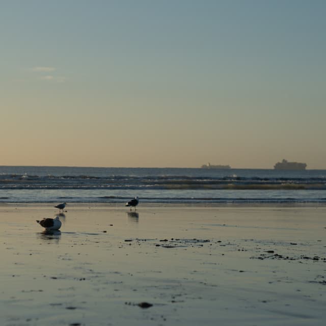 beach ocean water seagulls birds sand waves horizon sky ships boats sunset dusk reflection calm serene nature landscape blue brown gray peaceful tranquil coastal shoreline