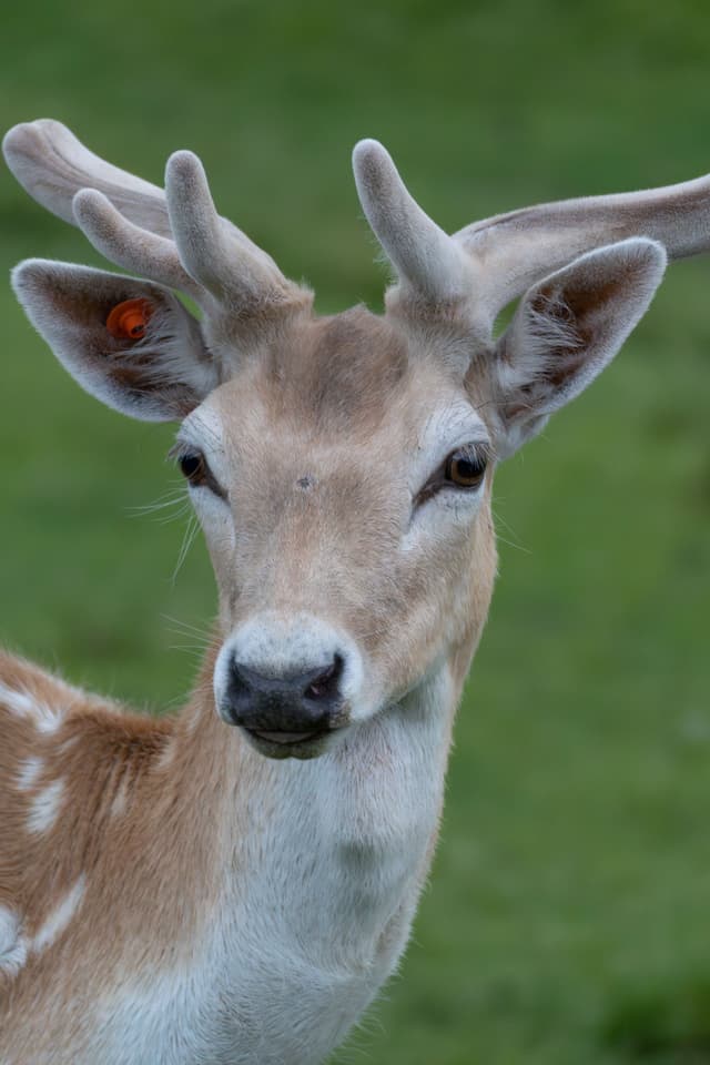 Deer