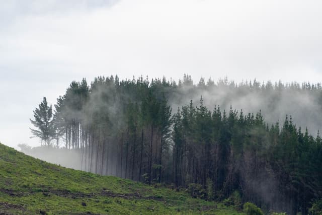 Forest Trees Mist Fog Green Hill Slope Pine Nature Landscape Outdoors Scenery Cloudy Overcast Vegetation Woodland Tranquil Calm Peaceful Natural Environment Wilderness Dense Lush Foliage Atmospheric Serene Quiet Remote Primary Green