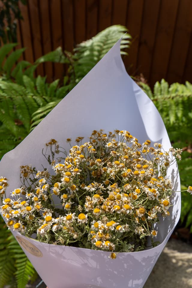 Flowers Bouquet Chamomile Yellow White Paper Ferns Green Leaves Outdoor Sunlight Brown Fence Garden Nature Plant Stem Petals Blossom Arrangement Wrapping Floral Freshness Natural Beauty Summer Daylight Bright Colorful Botanical Decor Gift Celebration