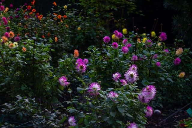 flowers garden plants pink purple orange green leaves nature outdoor blooming petals colorful vibrant foliage blossoms natural beauty primary color