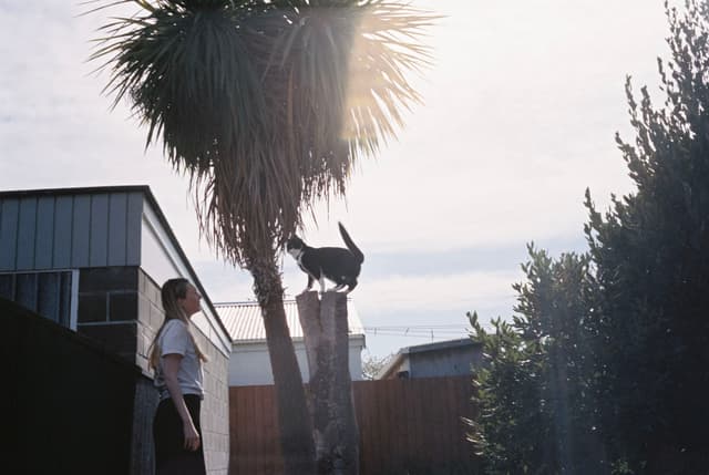 Person Cat Tree Palm tree Building Fence Sky Sunlight Shadow Green Brown Black White