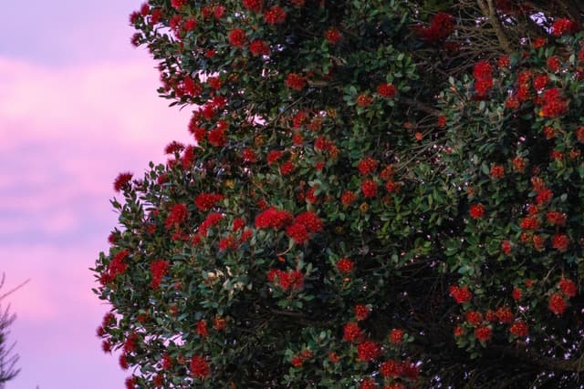 Tree Flowers Red Green Leaves Sky Pink Nature Blossom Blooming Foliage Branches Outdoors Plant Garden Scenic Landscape Flora Spring Summer Natural Environment Colorful Vibrant Lush Botanical Petals Shrub Bush Vegetation