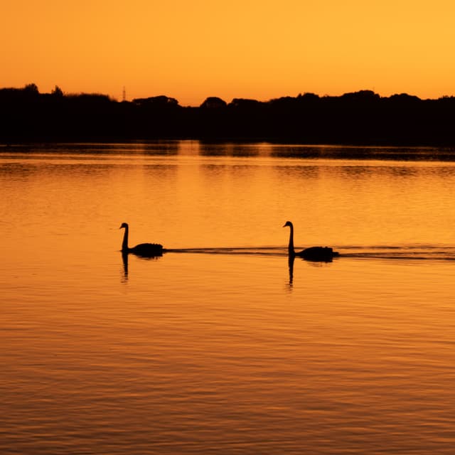 Swan at sunset