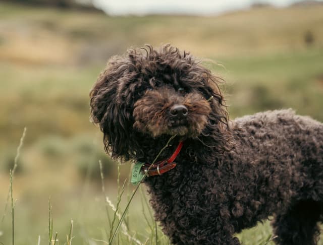 dog poodle curly fur grass field collar red brown outdoor nature landscape pet animal mammal countryside portrait fluffy cute domestic green background standing looking alert black white tail ears nose eyes mouth paws leash walking exploring primary