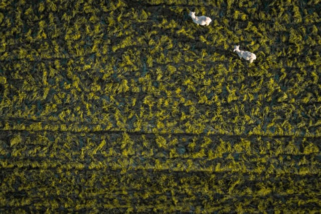 Field Grass Sheep Aerial Green Vegetation Pasture Livestock Agriculture Landscape Nature Rural Farming Meadow Countryside Grazing Animals Texture Pattern Rows Plants Farmland Earth Environment Outdoors Natural Scenery Pastoral Tranquil Peaceful