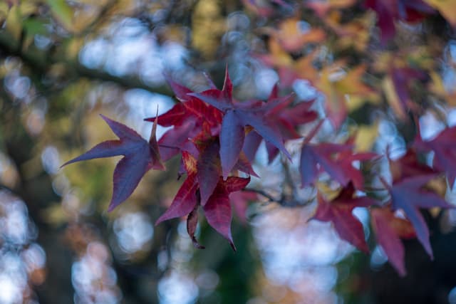 Leaves Autumn Foliage Red Green Tree Nature Outdoors Branches Closeup Bokeh Background Blurred Seasonal Plant Natural Environment Colorful Texture Pattern Shape Pointed Edges Light Shadow Sunlight Daytime Forest Garden Park Botanical Foliage Primary Red