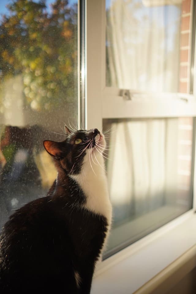 cat window sunlight black white curtain reflection glass indoor shadow bright looking up primary color white