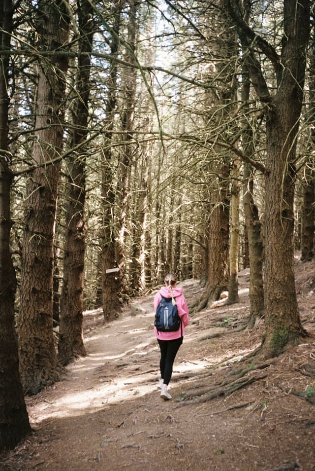 forest trees path trail hiker backpack pink jacket walking nature woods outdoor sunlight branches leaves dirt ground trunks shadows green brown exploration adventure solitude peaceful serene natural environment daytime journey trekking hiking primary color brown