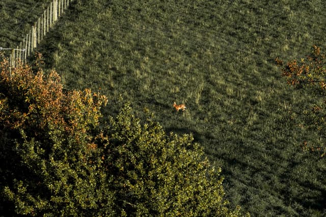grass field trees fence animal green brown landscape nature outdoor vegetation foliage wildlife pasture countryside rural environment scenery natural habitat meadow bush shrubbery woodland forest plant life open space terrain earth ground surface aerial view perspective shadow sunlight shade tranquility peaceful serene calm quiet stillness silence solitude isolation remoteness distance expanse vastness openness emptiness sparseness sparseness