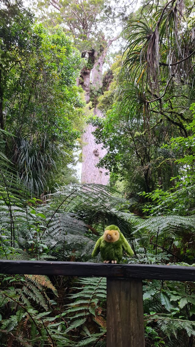 Parrot Bird Green Tree Forest Ferns Leaves Branches Wood Nature Jungle Vegetation Wildlife Tropical Perch Bark Canopy Foliage Trunk Lush Flora Outdoors Natural Habitat Environment Scenic Wild Life Avian Rainforest