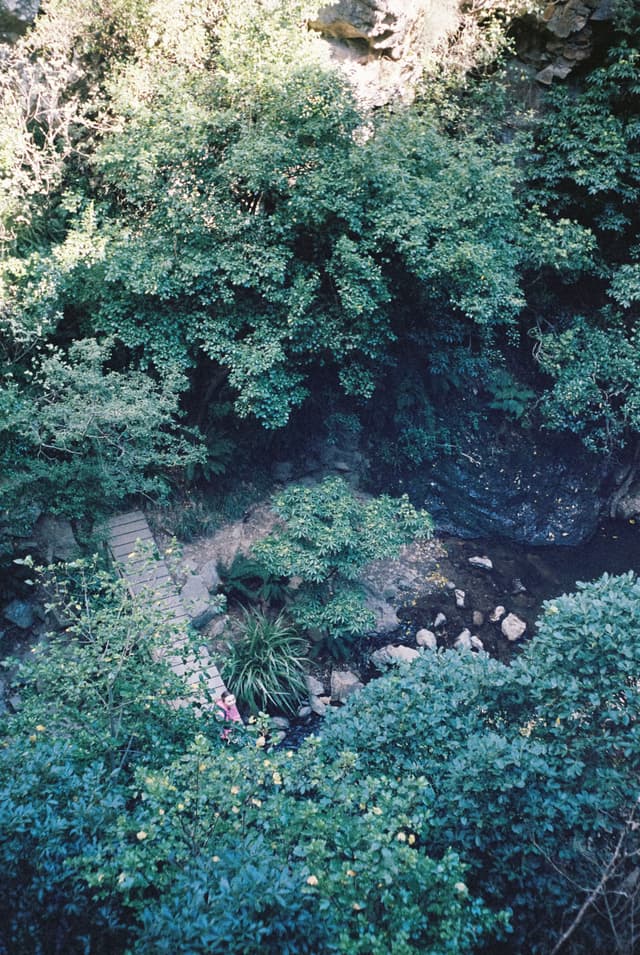 greenery foliage trees plants rocks water stream pathway nature outdoor landscape forest natural environment stone bridge sunlight shadows tranquility lush growth scenic peaceful serene wilderness exploration adventure primary green