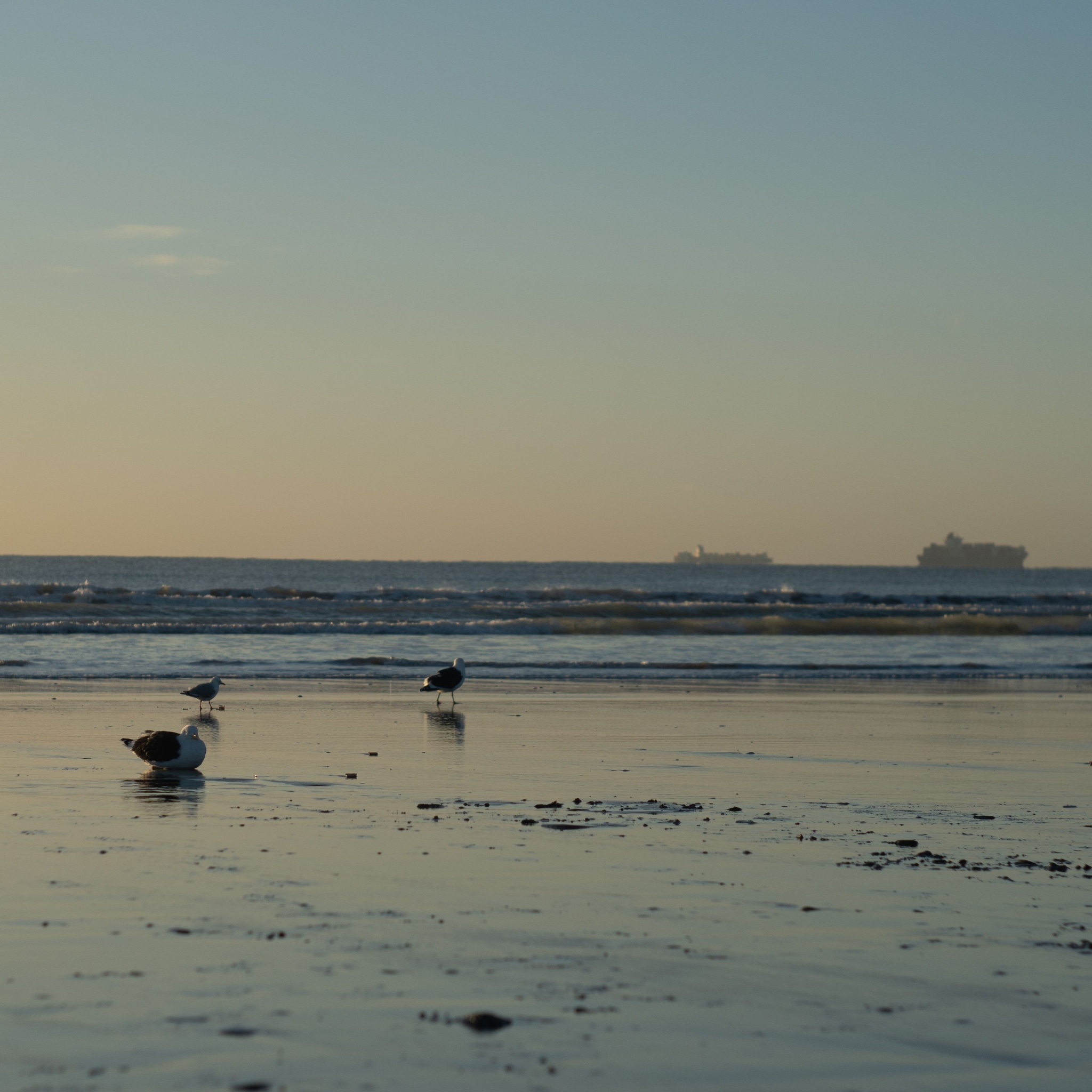 beach ocean water seagulls birds sand waves horizon sky ships boats sunset dusk reflection calm serene nature landscape blue brown gray peaceful tranquil coastal shoreline