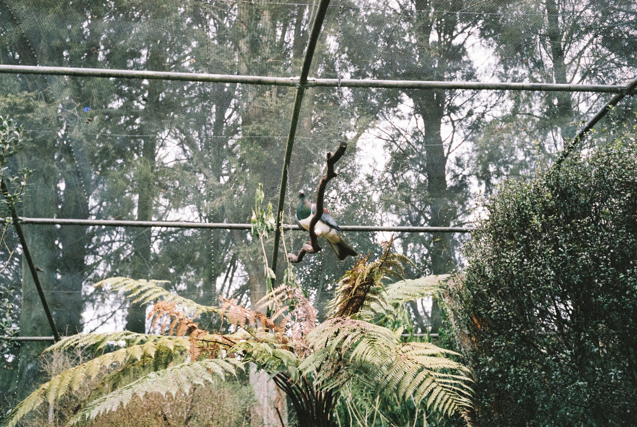 green trees branches leaves foliage netting enclosure forest nature outdoors sky plant trunk wood natural environment canopy mesh structure brown