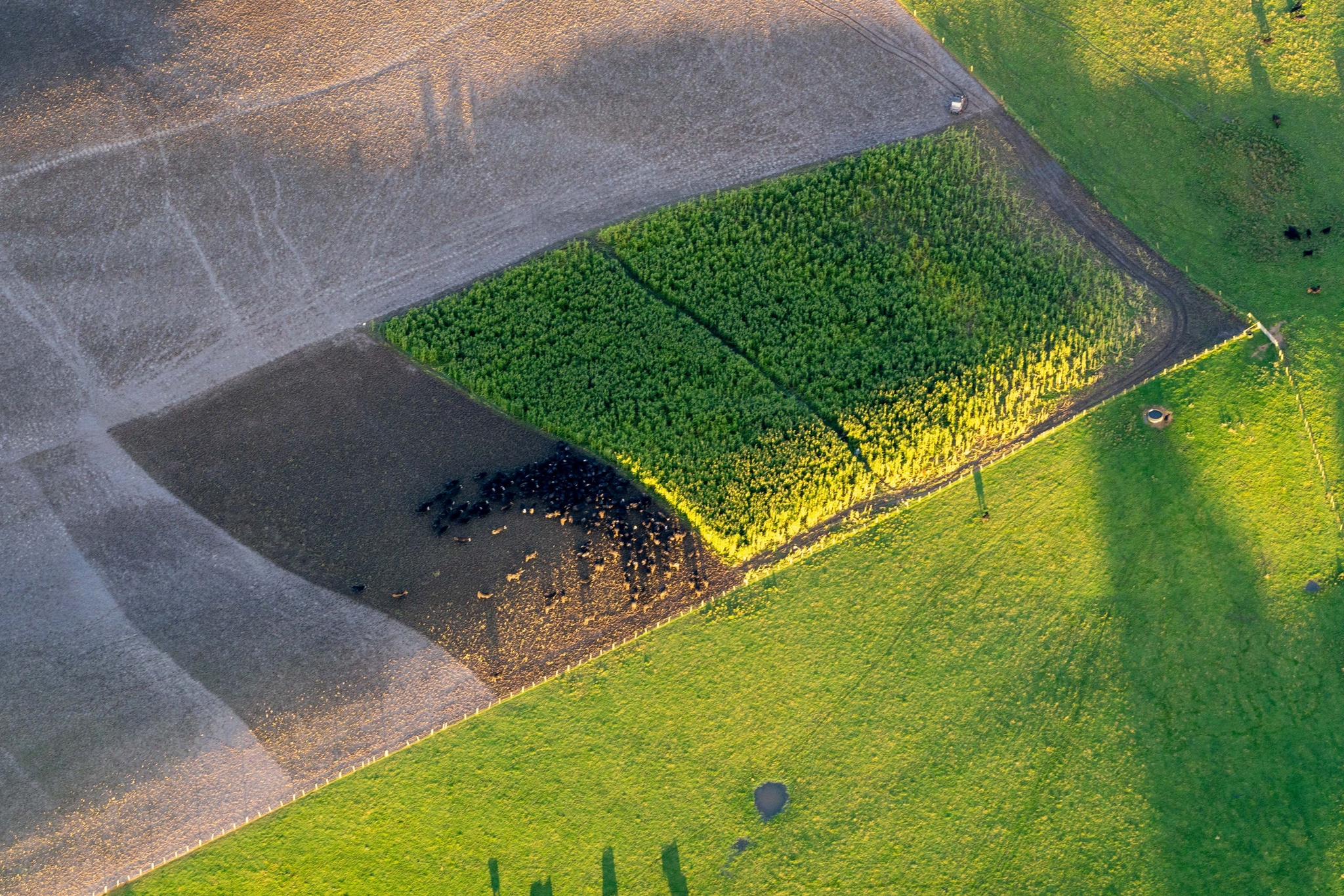 Field Crops Green Yellow Brown Aerial View Agriculture Farmland Grass Soil Shadows Patterns Texture Landscape Nature Outdoors Sunlight Vegetation Earth Geometry Lines Shapes Contrast Rural Farming Cultivation Patchwork Rectangles Plains Terrain