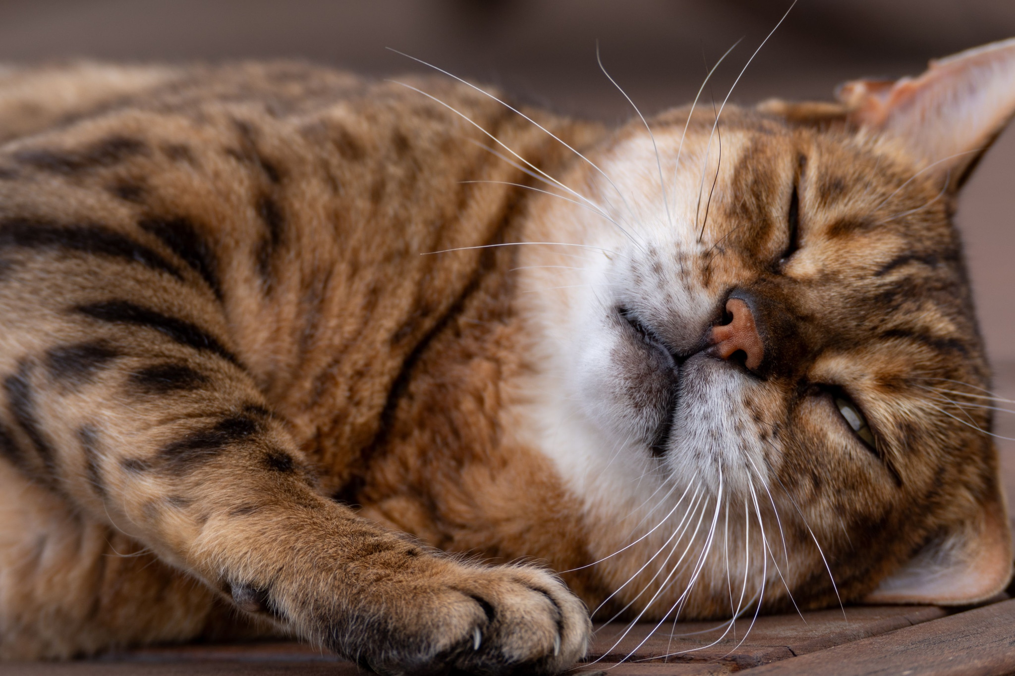 cat feline animal pet sleeping relaxed fur whiskers stripes brown eyes closed lying down peaceful resting cozy cute adorable domestic mammal paws ears nose face close-up portrait horizontal texture pattern tabby primary brown