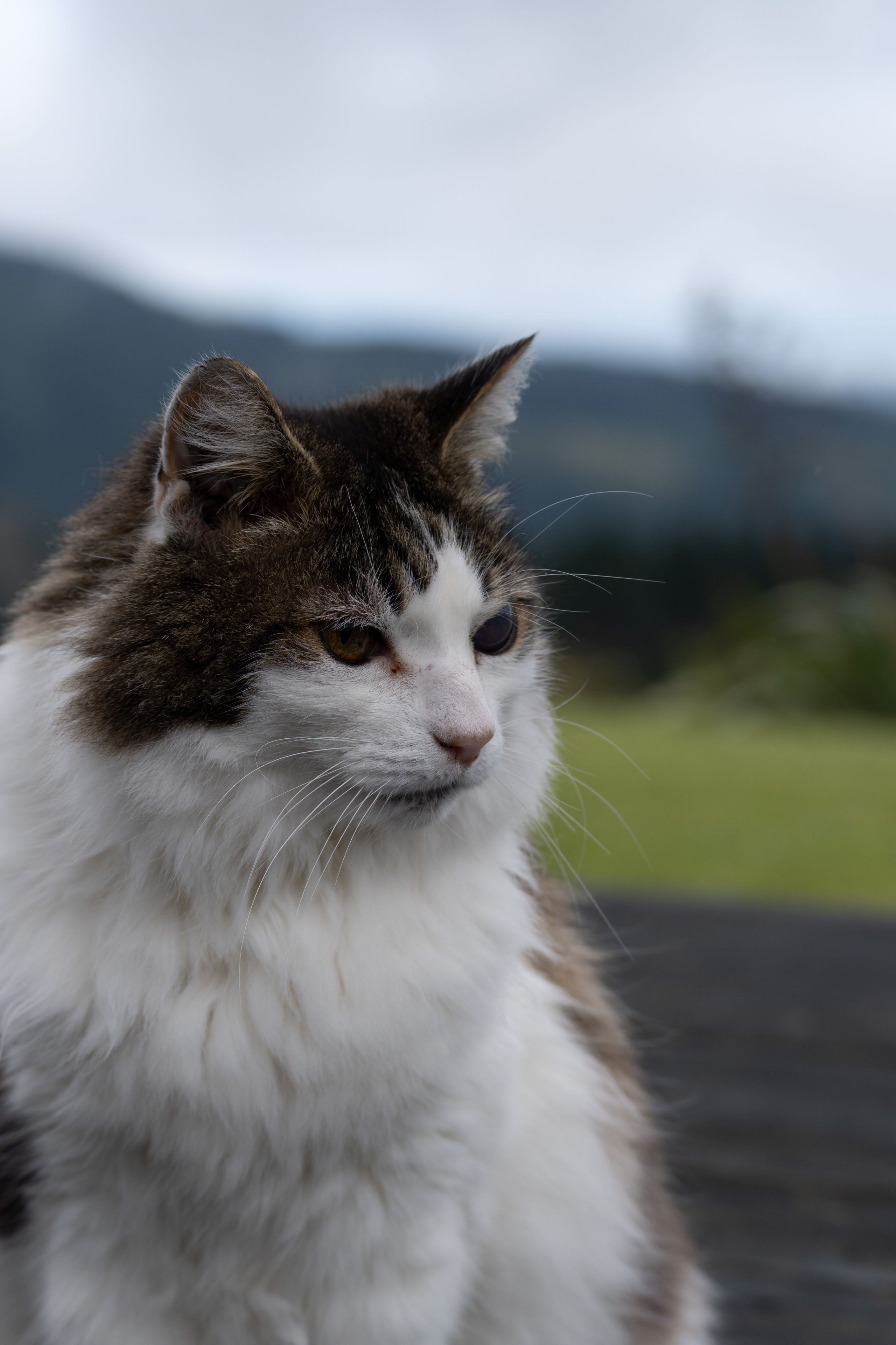 cat feline animal fur whiskers ears eyes nose face portrait outdoor nature fluffy white brown black green grass blurred background primary color gray