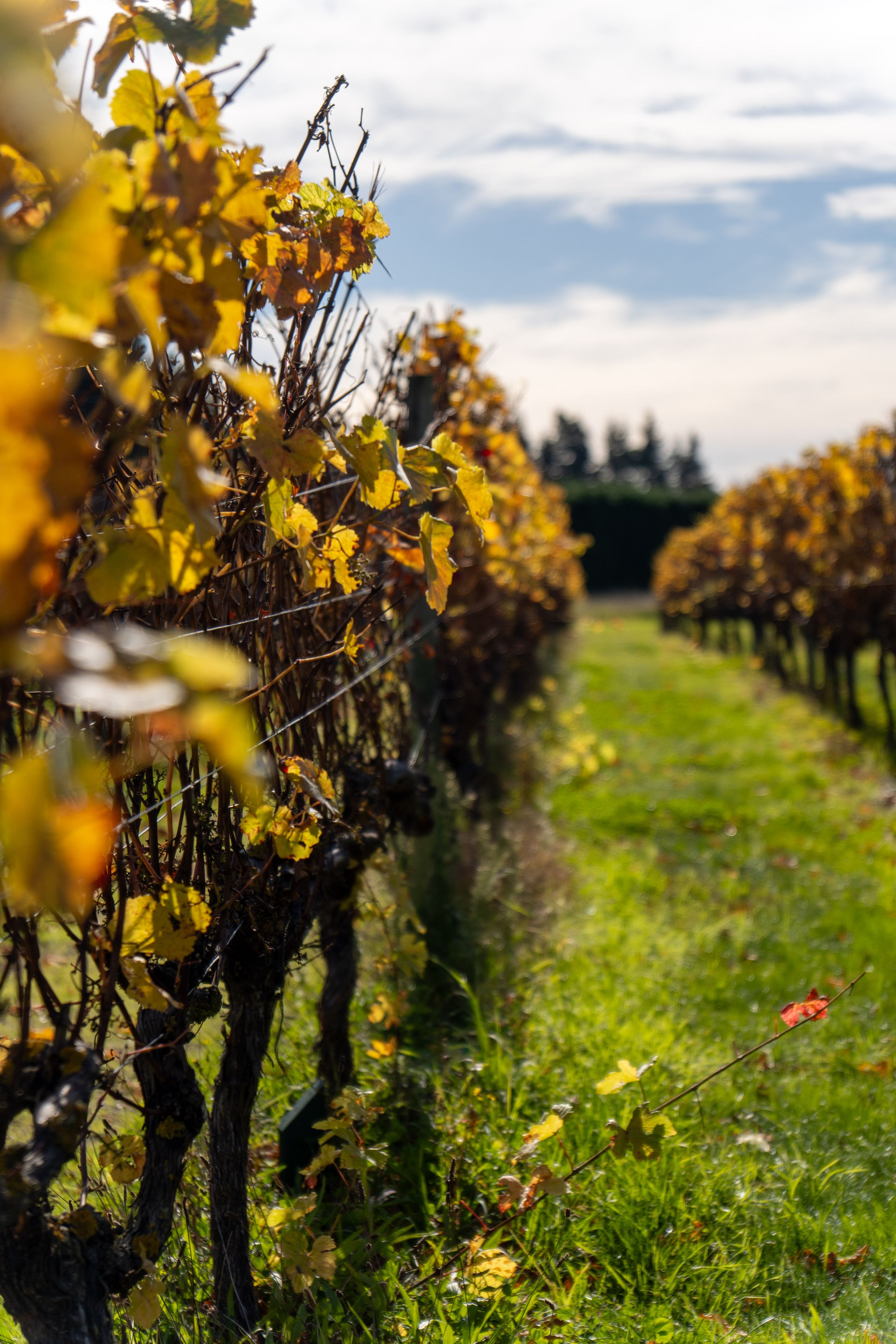 Vineyard Grapevines Leaves Autumn Yellow Green Grass Sky Clouds Nature Landscape Outdoors Field Agriculture Rows Pathway Sunlight Shadows