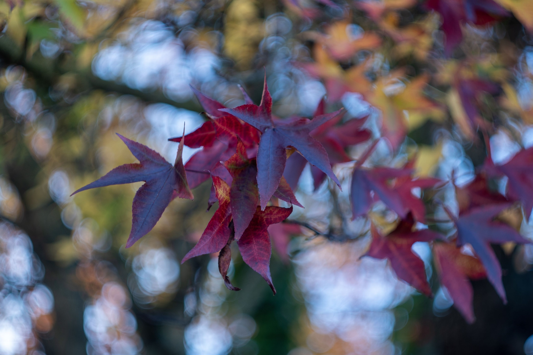 Leaves Autumn Foliage Red Green Tree Nature Outdoors Branches Closeup Bokeh Background Blurred Seasonal Plant Natural Environment Colorful Texture Pattern Shape Pointed Edges Light Shadow Sunlight Daytime Forest Garden Park Botanical Foliage Primary Red