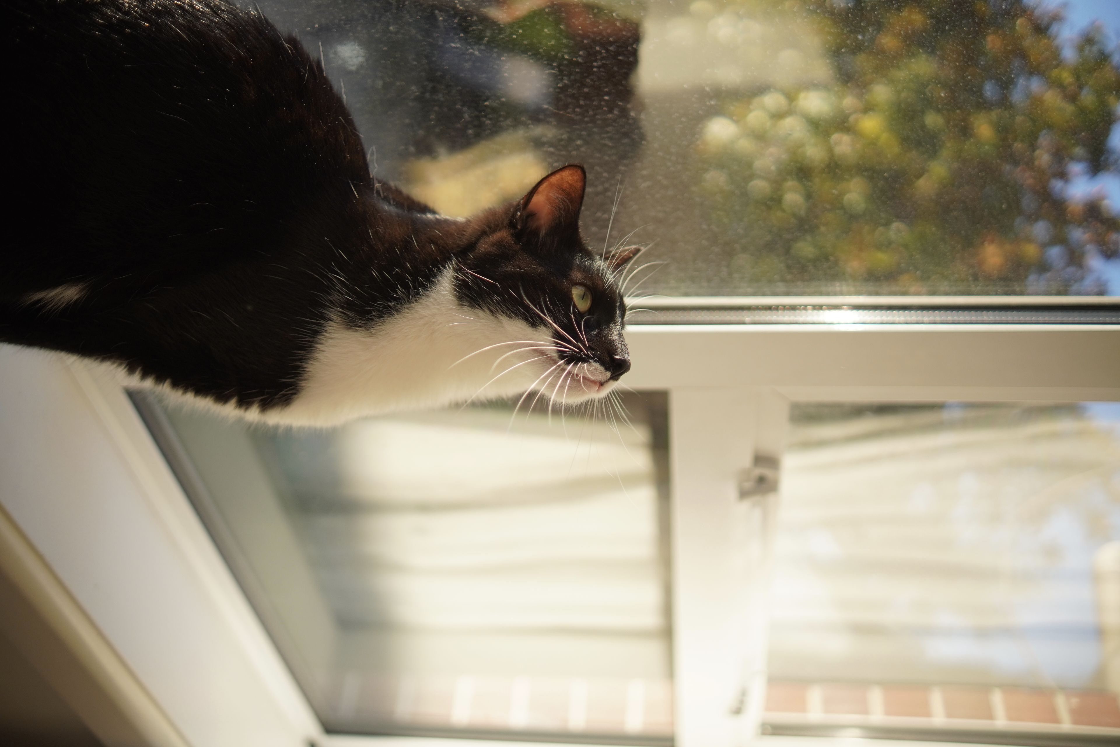 cat window sunlight black white curtain reflection glass indoor shadow bright looking up primary color white
