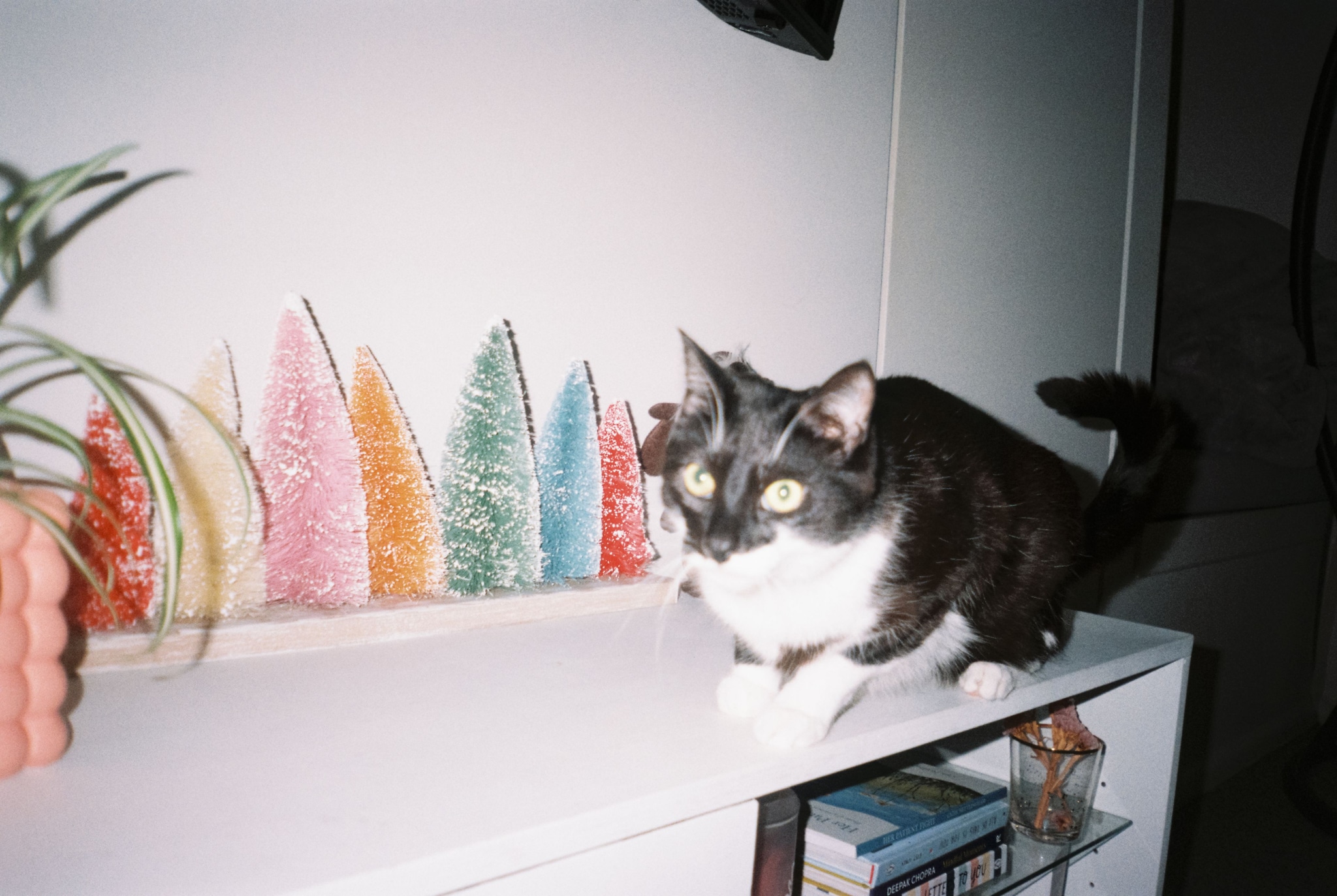 cat shelf plant decoration colorful figurines books white black gray