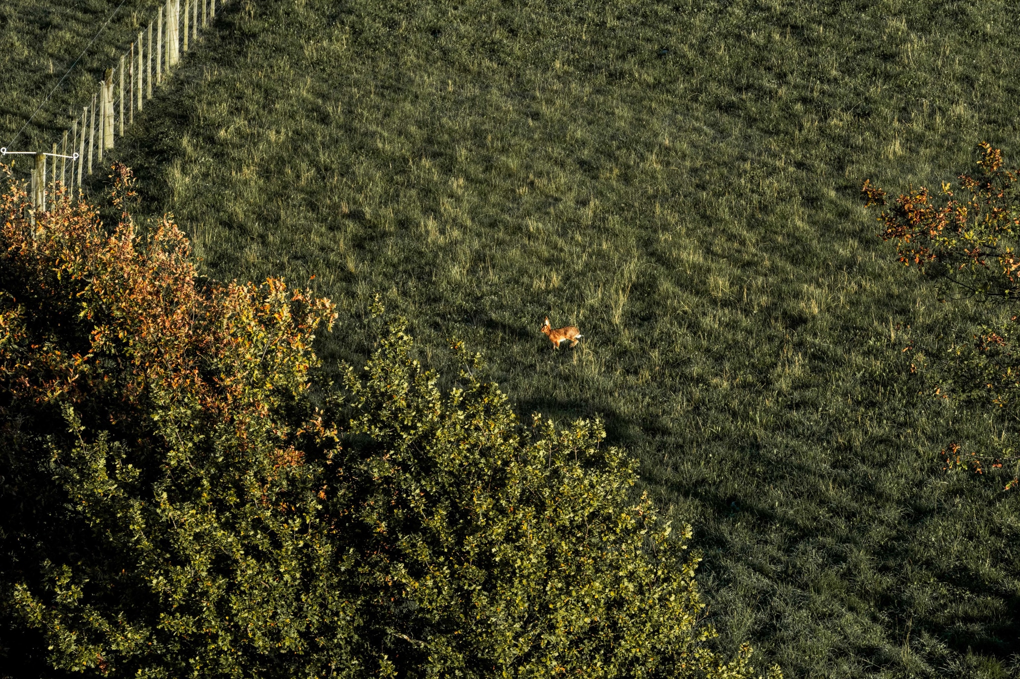 grass field trees fence animal green brown landscape nature outdoor vegetation foliage wildlife pasture countryside rural environment scenery natural habitat meadow bush shrubbery woodland forest plant life open space terrain earth ground surface aerial view perspective shadow sunlight shade tranquility peaceful serene calm quiet stillness silence solitude isolation remoteness distance expanse vastness openness emptiness sparseness sparseness