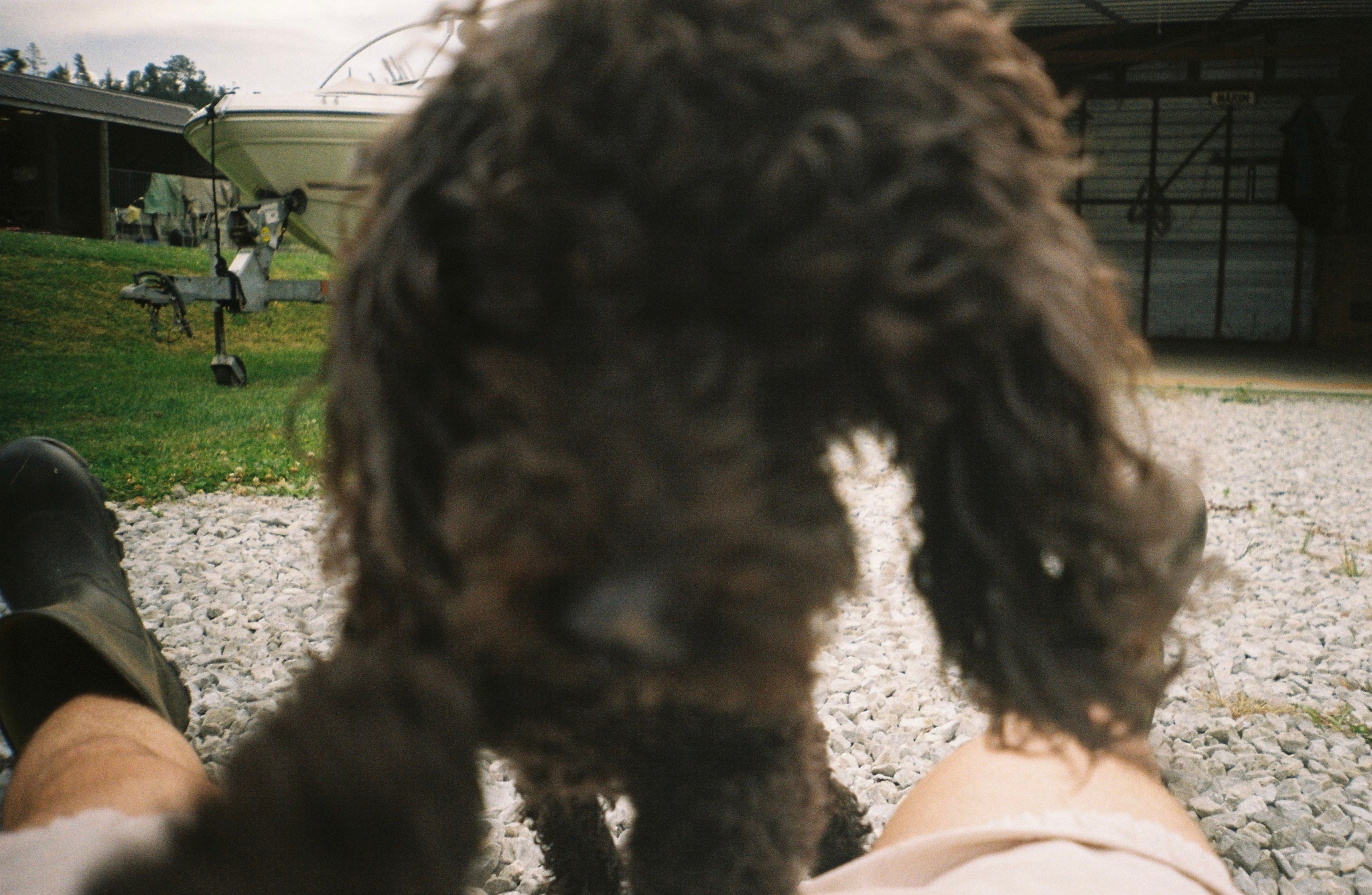 dog poodle curly fur grass gravel legs shoes building outdoor brown black green sky clouds fence barn farm field animal pet paw nose floppy ears playful summer day light shadow texture close-up perspective background foreground blurry focus natural environment rural landscape