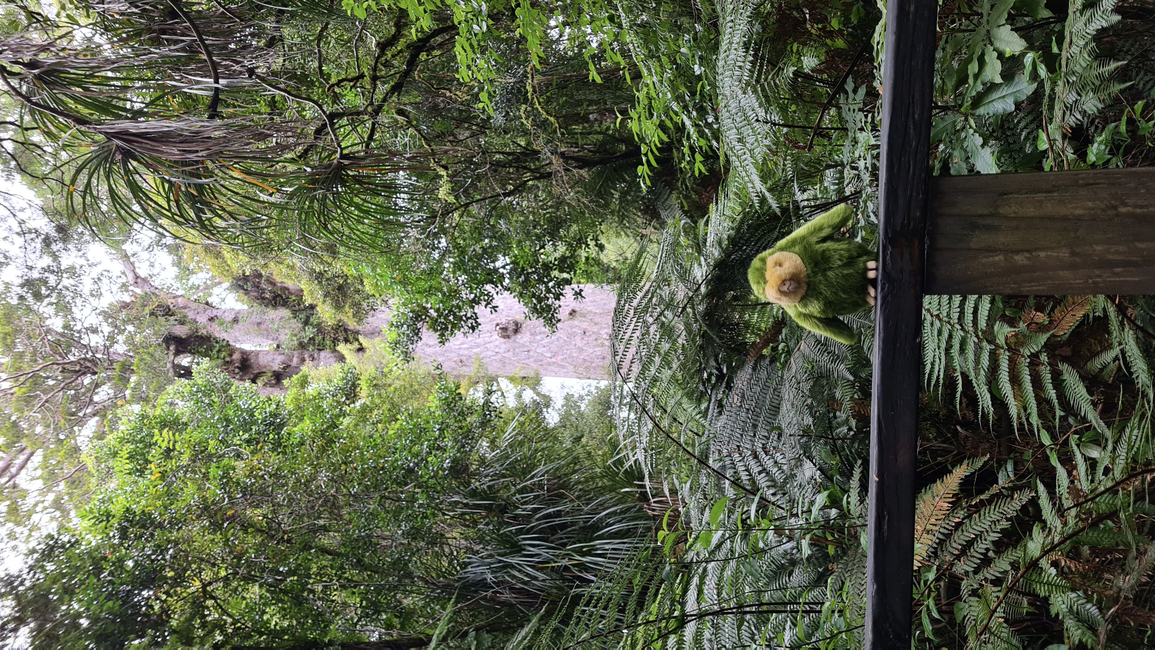 Parrot Bird Green Tree Forest Ferns Leaves Branches Wood Nature Jungle Vegetation Wildlife Tropical Perch Bark Canopy Foliage Trunk Lush Flora Outdoors Natural Habitat Environment Scenic Wild Life Avian Rainforest