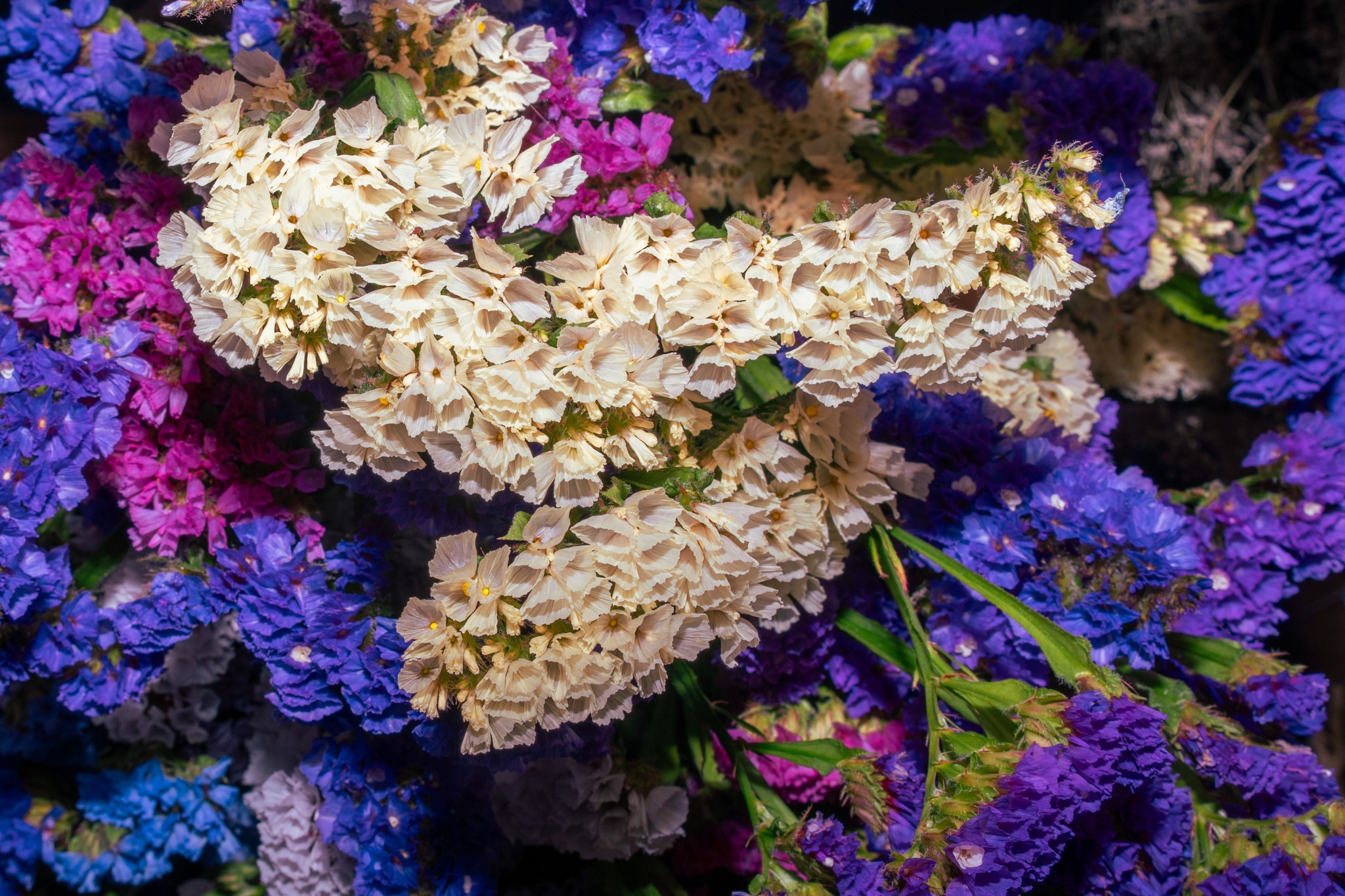 Flowers Blooms Petals Lilac Purple White Green Stems Leaves Nature Floral Arrangement Bouquet Garden Plant Colorful Bright Vibrant Natural Fresh Spring Summer Beauty Decorative Botany Blossom Fragrance Texture Pattern Primary